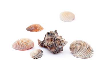 Exotic sea shells isolated on white background