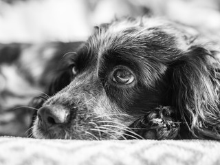 black and white photograph of the Russian Spaniel