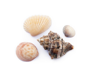 Exotic sea shells isolated on white background