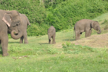 muthumala elephant shelter
