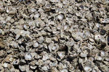 Oyster shell