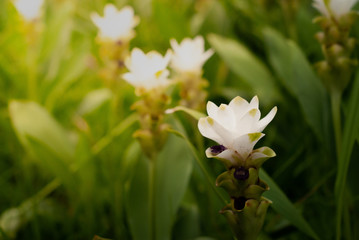 Fototapeta na wymiar White siam tulip or 