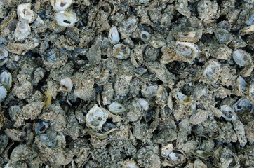 Oyster shell