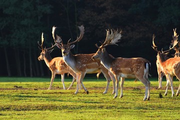 Fallow - fallow deer. (Dama dama ) Beautiful natural background with animals. Forest and sunset.