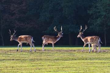 Fallow - fallow deer. (Dama dama ) Beautiful natural background with animals. Forest and sunset.