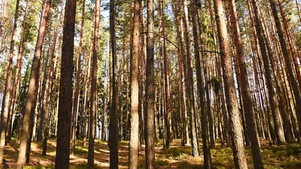Beautiful natural forest background. Coniferous trees on a beautiful sunny day. Relaxation in nature.