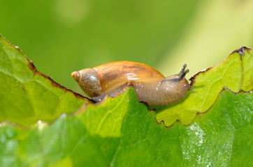 Snail sitting on a leaf of the plant.