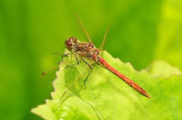 Dragonfly sitting on the stem of the plant.
