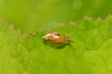 Snail sitting on a leaf of the plant.