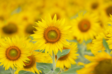 Beautiful of a Sunflower or Helianthus in Sunflower Field, Bright yellow sunflower Lopburi, Thailand