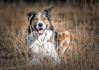 Border Collie