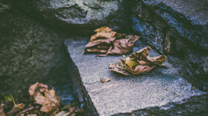 Fototapeta premium Dried Leaf On Ladder