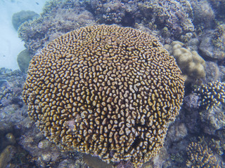 Naklejka na ściany i meble Round coral on sea bottom, underwater photo. Coral reef detail. Tropical sea marine life. Exotic aquarium background.