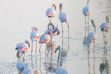 Flamingos flock