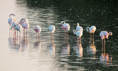 flamingos preening