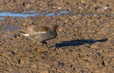 Moorhen