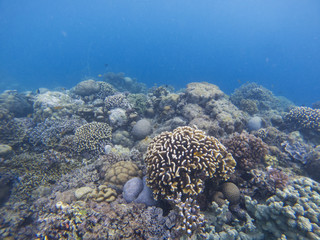 Diverse coral on sea bottom underwater photo. Coral reef landscape. Tropical sea marine life. Exotic aquarium background