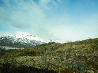 bosque seco en el calafate, patagonia, Argentina