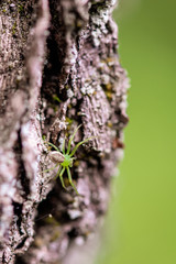 green spider crawling on a tree