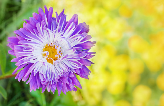 purple Aster in the garden close-up on a blurred background