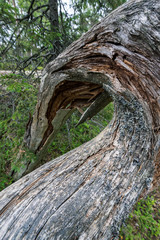 twisted trunk of a tree