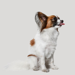 Studio portrait of a small yawning puppy Papillon on gray studio background. The animals emotions concept