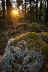 sunset in the remote swedish woods