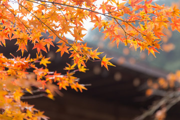 autumn maple leaf nature travel scene in fall season in Tokyo