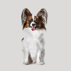 Studio portrait of a small yawning puppy Papillon on gray studio background. The animals emotions concept