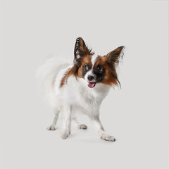 Studio portrait of a small yawning puppy Papillon on gray studio background. The animals emotions concept