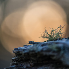 Lichen Against Setting Sun 