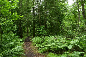 Obraz premium trees in the forest