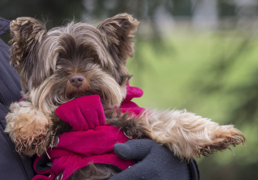 Yorkshire Terrier. Portrait d'une petite chienne couleur chocolat 
