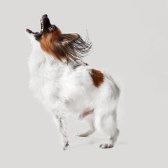 Studio portrait of a small yawning puppy Papillon on gray studio background. The animals emotions concept