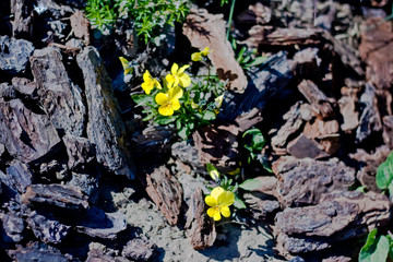 Violets in the grass