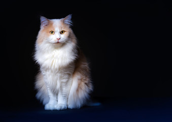 Ginger White Cat isolated over black background.