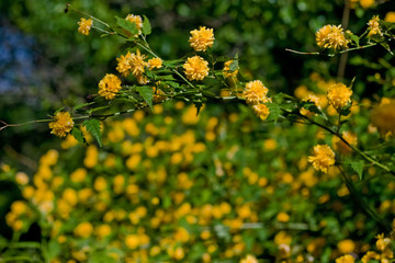 Orange spring flowers