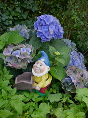 Gartenzwerg mit Schubkarre im Blumenbeet zwischen blauen Ziersträuchern ( Hortensien, Hydrangea)