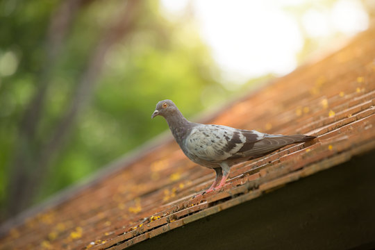 Pigeons and doves bird roosting on the roof problem animal in the city