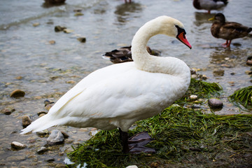beautiful swan in the water