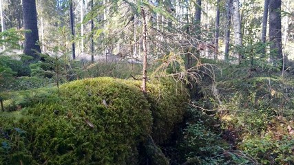 tree in moss