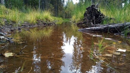 puddle in the forest