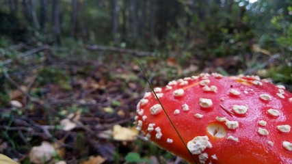 amanita in forest