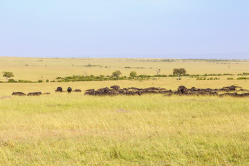 Fototapeta na wymiar African buffalo herd resting in a beautiful savanna landscape view