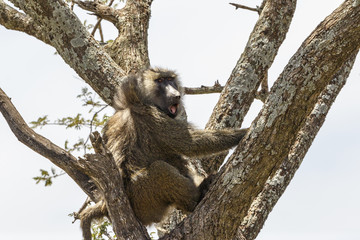 Baboon sitting in a tree and watching
