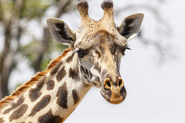 Giraffe portrait in Africa