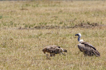 Eagle and a Vulture sitting on the grass savanna