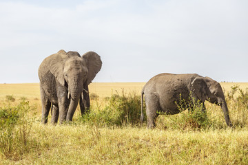 Fototapeta na wymiar Grazing elephants on the savannah