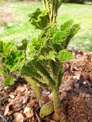 Stachelige Pflanze Nahaufnahme 2