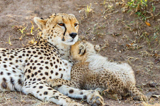 Young Cheetah cub mosses with his mother on the savannah in Africa